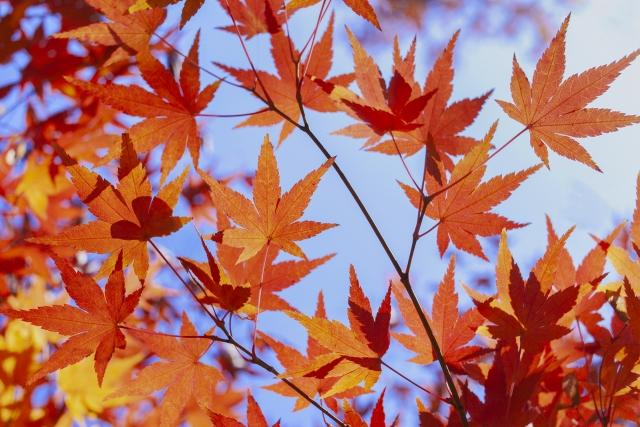 高城れにの離婚の理由は？子供が関係しているの？