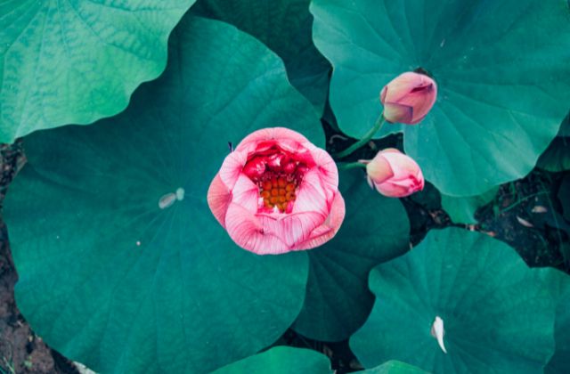 ミセス大森元基の天才性やすごさが伝説級!その「哲学」について深く分析!