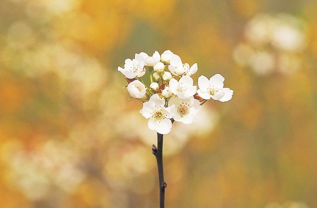 ミセス大森元貴の性格は優しい?優しさが声に出てる!