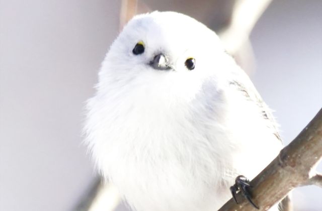 幾田りら(ikura)はかわいい？なぜこんなに人気なの？写真集を出してるって本当？その魅力について徹底調査！