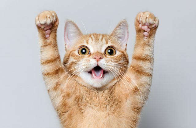 「猫」はあいみょんDISHどっちの曲？なぜ提供したの？猫のモデルは誰？猫好きかがあふれる歌詞がエモい！