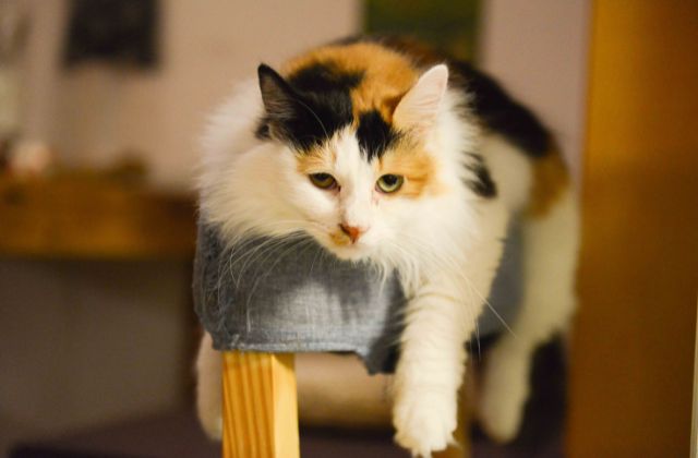 「猫」はあいみょんDISHどっちの曲？なぜ提供したの？猫のモデルは誰？猫好きかがあふれる歌詞がエモい！