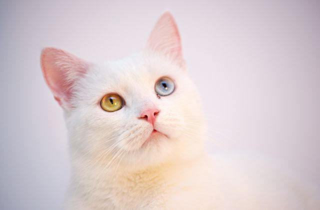 「猫」はあいみょんDISHどっちの曲？なぜ提供したの？猫のモデルは誰？猫好きかがあふれる歌詞がエモい！