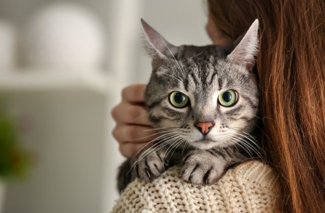 「猫」はあいみょんDISHどっちの曲？なぜ提供したの？猫のモデルは誰？猫好きかがあふれる歌詞がエモい！