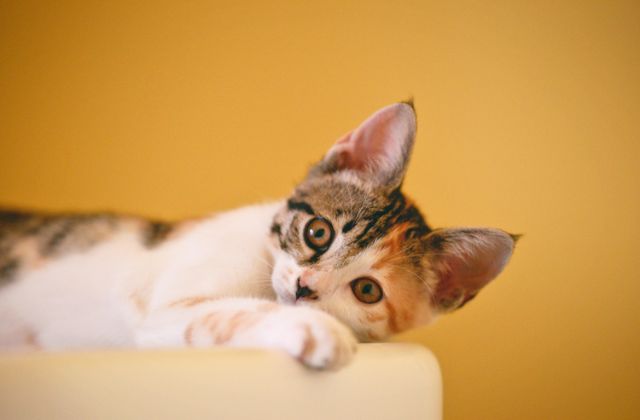 「猫」はあいみょんDISHどっちの曲？なぜ提供したの？猫のモデルは誰？猫好きかがあふれる歌詞がエモい！