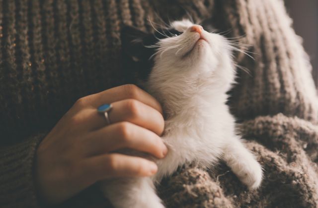 「猫」はあいみょんDISHどっちの曲？なぜ提供したの？猫のモデルは誰？猫好きかがあふれる歌詞がエモい！