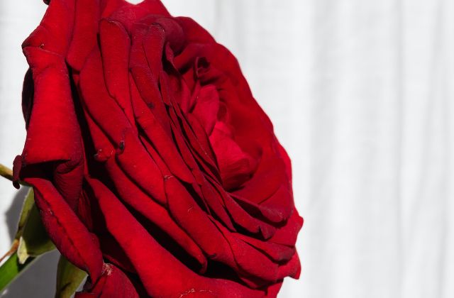 JO1は今人気がない?ファン離れが進んでる?人気が落ちてるのか、真相をチェック