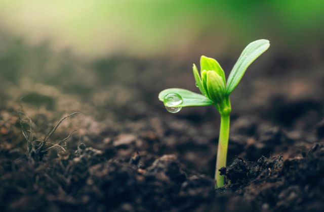 トラジャ川島如恵留の実家がお金持ち？両親の職業や祖父について徹底調査！