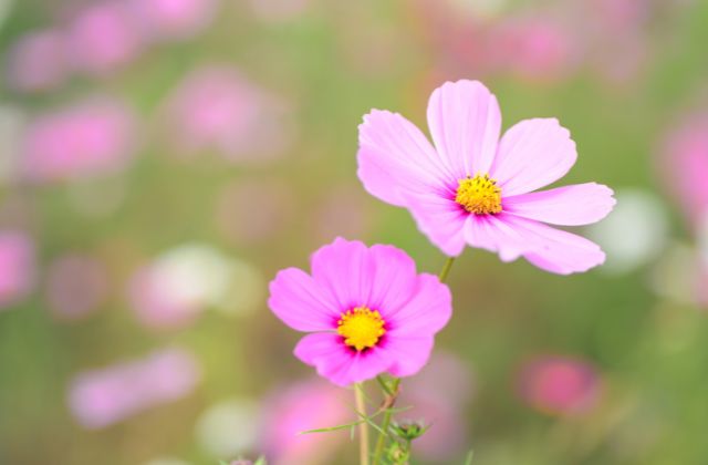 トラジャ松田元太の母親が美人って本当？妹もアイドルで可愛い！仲良し兄妹エピソードや家族構成まで大公開