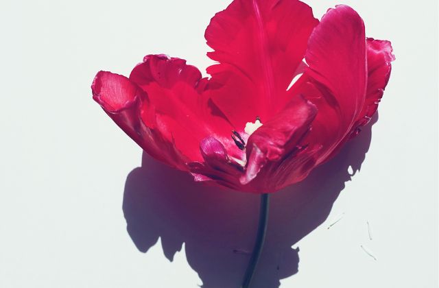 トラビスジャパン(トラジャ) 苦情ややらかしで嫌われてる？批判殺到のやばいエピソード徹底調査