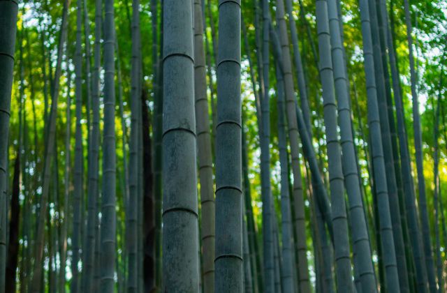 トラビスジャパン(トラジャ) 身長低い？身長サバ読みの噂！体重は？スタイルいいのに華がないってなんで！