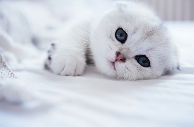 SnowMan可愛いランキング!思わずキュンな可愛い担当は?エピソードから判明の「あざといメンバー」「1番かわいいメンバー」は誰!