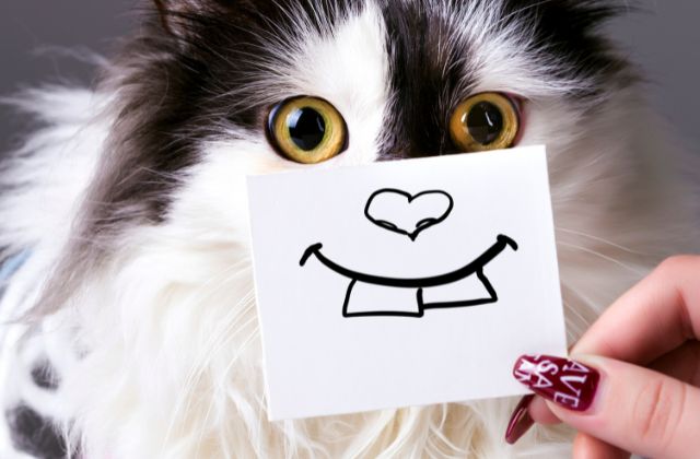 SnowManの面白いエピソードまとめました！天然エピや喧嘩の話、神ファンサや体調不良エピソードなど一挙紹介