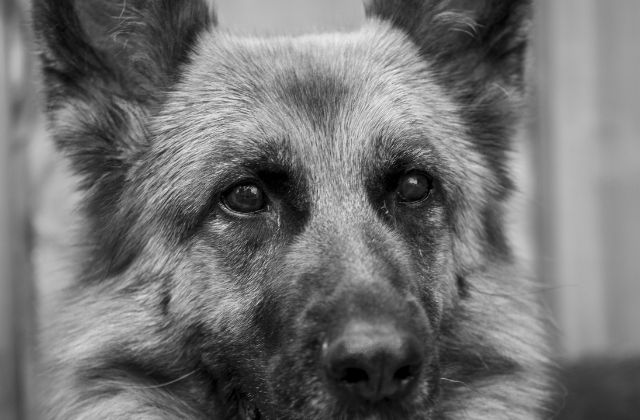 SnowManイケメンランキング2026！「イケメンいない」の真相は？真のイケてるメンバーを顔の系統＆顔タイプで徹底解説