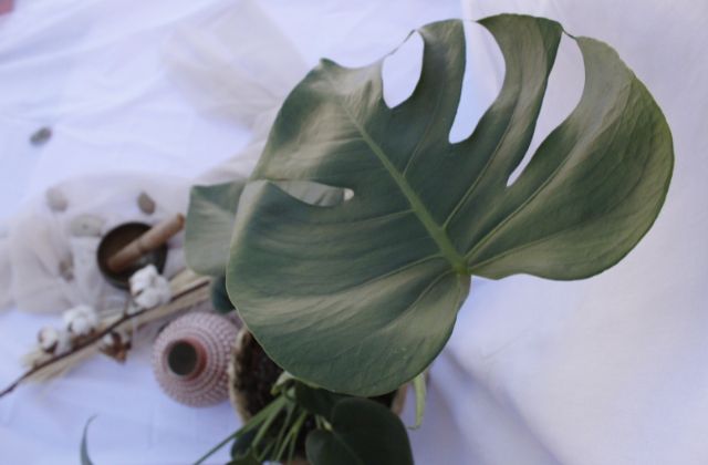 SnowManイケメンランキング2026！「イケメンいない」の真相は？真のイケてるメンバーを顔の系統＆顔タイプで徹底解説