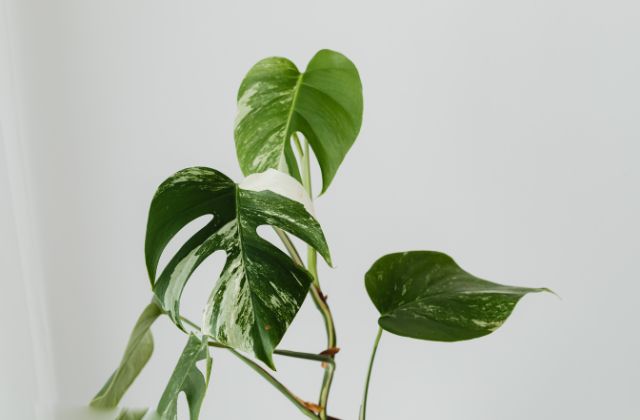 SnowManイケメンランキング2026！「イケメンいない」の真相は？真のイケてるメンバーを顔の系統＆顔タイプで徹底解説