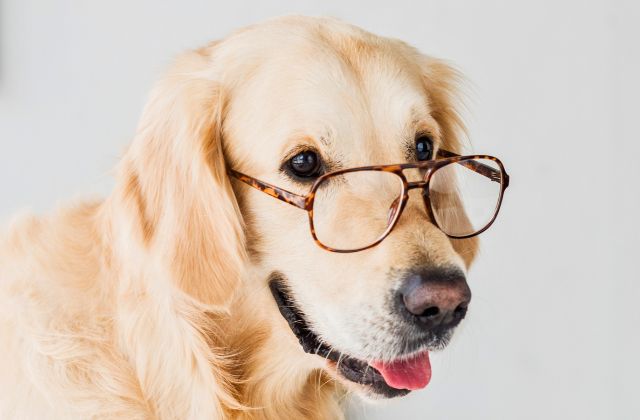 SnowManメンバーの頭いい順・頭悪い順どうなる!学歴ランキングで判明の『高学歴トリオ』と『大卒メンバー』が衝撃