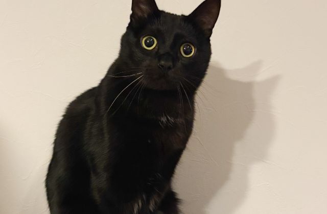 SnowManメンバーの頭いい順・頭悪い順どうなる!学歴ランキングで判明の『高学歴トリオ』と『大卒メンバー』が衝撃