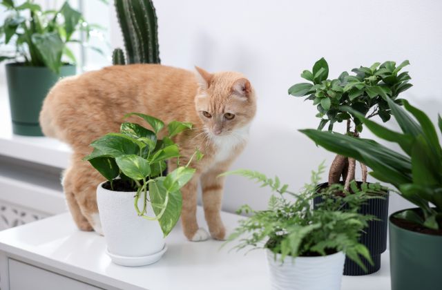 SnowManの嫌いなメンバーランキング!嫌われてるメンバーなんているの?「嫌いになった」「気持ち悪い」の理由とは