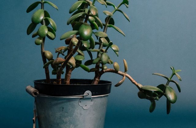 SnowManの嫌いなメンバーランキング!嫌われてるメンバーなんているの?「嫌いになった」「気持ち悪い」の理由とは