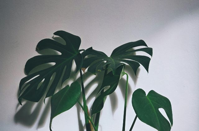 SnowManの嫌いなメンバーランキング!嫌われてるメンバーなんているの?「嫌いになった」「気持ち悪い」の理由とは