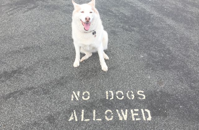 SnowManで人気ないのは誰？うちわ売り切れ順でメンバー格差が露わに！人気格差の実態を徹底調査